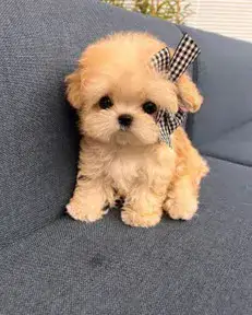 מלטיפו מלטיפו