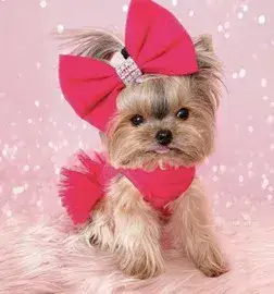 יוקרשייר טרייר יוקרשייר טרייר