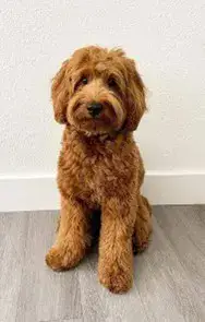 לברדודל לברדודל