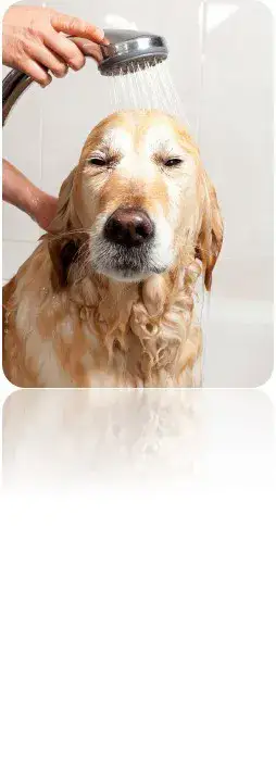 היגיינת הגור היגיינת הגור