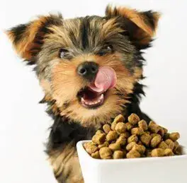 אוכל לגורים אוכל לגורים