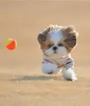 צעצועים מומלצים לכלבים צעצועים מומלצים לכלבים