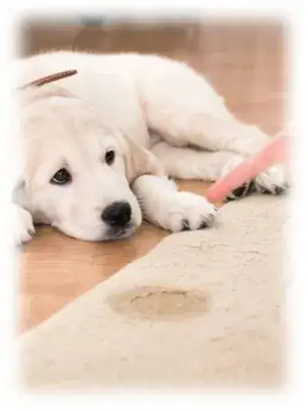 הכלב עושה צרכים בבית הכלב עושה צרכים בבית